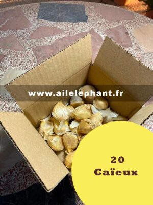 20 Caïeux D'ail Éléphant