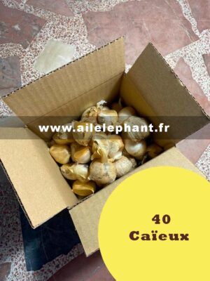 40 Caïeux D'ail Éléphant