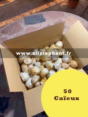 50 Caïeux D'ail Éléphant